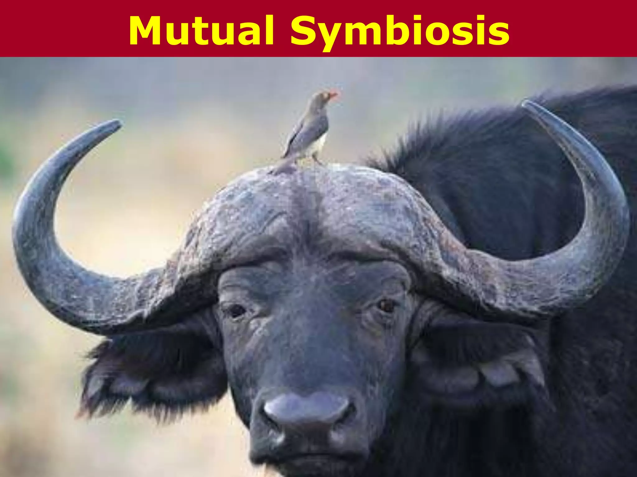 The Chazin GroupThe Chazin GroupMutual Symbiosis
 