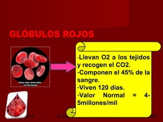 octubre 2,012 lic.Esp. Florentina Morales Damián Docente: UNMSM12
-Llevan O2 a los tejidos
y recogen el CO2.
-Componen el 45% de la
sangre.
-Viven 120 días.
-Valor Normal = 4-
5millones/mil
 