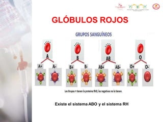 GLÓBULOS ROJOS
Existe el sistema ABO y el sistema RH
 