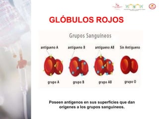 GLÓBULOS ROJOS
Poseen antígenos en sus superficies que dan
orígenes a los grupos sanguíneos.
 