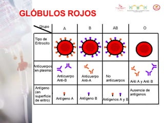 GLÓBULOS ROJOS
 
