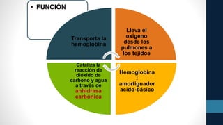 • FUNCIÓN
Transporta la
hemoglobina
Lleva el
oxigeno
desde los
pulmones a
los tejidos
Hemoglobina
:
amortiguador
acido-básico
Cataliza la
reacción de
dióxido de
carbono y agua
a través de
anhidrasa
carbónica
 