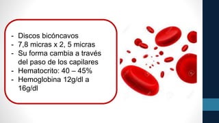 - Discos bicóncavos
- 7,8 micras x 2, 5 micras
- Su forma cambia a través
del paso de los capilares
- Hematocrito: 40 – 45%
- Hemoglobina 12g/dl a
16g/dl
 