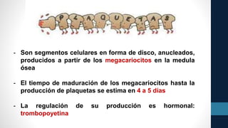 - Son segmentos celulares en forma de disco, anucleados,
producidos a partir de los megacariocitos en la medula
ósea
- El tiempo de maduración de los megacariocitos hasta la
producción de plaquetas se estima en 4 a 5 días
- La regulación de su producción es hormonal:
trombopoyetina
 