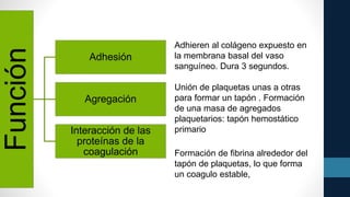 Función
Adhesión
Agregación
Interacción de las
proteínas de la
coagulación
Adhieren al colágeno expuesto en
la membrana basal del vaso
sanguíneo. Dura 3 segundos.
Unión de plaquetas unas a otras
para formar un tapón . Formación
de una masa de agregados
plaquetarios: tapón hemostático
primario
Formación de fibrina alrededor del
tapón de plaquetas, lo que forma
un coagulo estable,
 