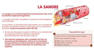 LA SANGRE
• La sangre es un vehículo líquido de comunicación vital, entre
los distintos tejidos del organismo.
• La sangre es de color rojo debido a la presencia de hemoglobina
en los hematíes.
Su viscosidad y su densidad están relacionadas con la cantidad de
hematíes y su presión osmótica, sobre todo, con su contenido en
proteínas. Su pH se encuentra entre 735-745.
El volumen de sangre circulante o volemia es la cantidad total
de sangre que tiene un individuo y representa
aproximadamente el 8% del peso corporal.
Del volumen sanguíneo total, alrededor de l litro se
encuentra en los pulmones, 3 litros en la circulación
venosa sistémica y el litro restante se reparte entre el
corazón, las arterias sistémicas, las arteriolas y los
capilares.
 