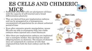  Embryonic stem (ES) cells are pluripotent cell lines
with the capacity of self-renewal and a broad
differentiation plasticity
 They are derived from pre-implantation embryos
and can be propagated as a homogeneous,
uncommitted cell population for an almost unlimited
period of time
 Even after extensive genetic manipulation, mouse
ES cells are able to reintegrate fully into viable
embryos when injected into a host blastocyst
 After these pre-implantation embryos are implanted
into a surrogate mother, they develop into mosaic
offspring known as chimeras. The tissues of chimeric
mice are comprised of a mixture of cells that
originated from both the host embryo and the ES
cells.
 