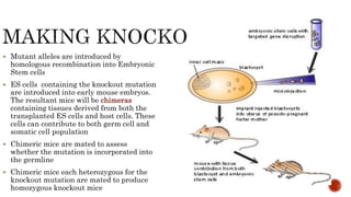  Mutant alleles are introduced by
homologous recombination into Embryonic
Stem cells
 ES cells containing the knockout mutation
are introduced into early mouse embryos.
The resultant mice will be chimeras
containing tissues derived from both the
transplanted ES cells and host cells. These
cells can contribute to both germ cell and
somatic cell population
 Chimeric mice are mated to assess
whether the mutation is incorporated into
the germline
 Chimeric mice each heterozygous for the
knockout mutation are mated to produce
homozygous knockout mice
 