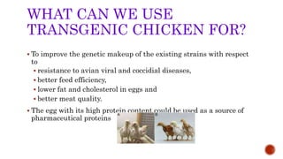 WHAT CAN WE USE
TRANSGENIC CHICKEN FOR?
 To improve the genetic makeup of the existing strains with respect
to
 resistance to avian viral and coccidial diseases,
 better feed efficiency,
 lower fat and cholesterol in eggs and
 better meat quality.
 The egg with its high protein content could be used as a source of
pharmaceutical proteins
 