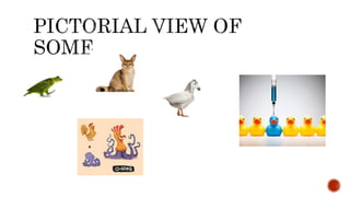 TRANSGEIC ANIMALS MICE BIRD.pptx