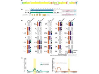 Transgene-Free Genome Editing in Poplar Trees | PPTX