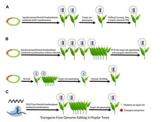 Transgene-Free Genome Editing in Poplar Trees | PPTX