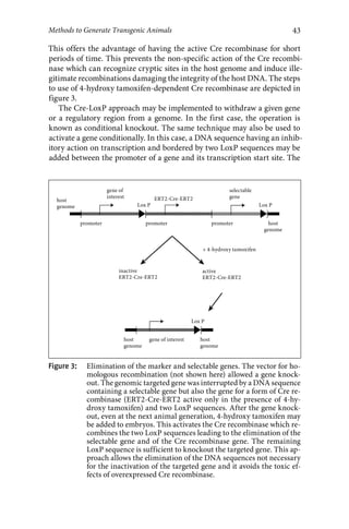 43 
Methods to Generate Transgenic Animals 
This offers the advantage of having the active Cre recombinase for short 
periods of time. This prevents the non-specific action of the Cre recombi-nase 
which can recognize cryptic sites in the host genome and induce ille-gitimate 
recombinations damaging the integrity of the host DNA. The steps 
to use of 4-hydroxy tamoxifen-dependent Cre recombinase are depicted in 
figure 3. 
The Cre-LoxP approach may be implemented to withdraw a given gene 
or a regulatory region from a genome. In the first case, the operation is 
known as conditional knockout. The same technique may also be used to 
activate a gene conditionally. In this case, a DNA sequence having an inhib-itory 
action on transcription and bordered by two LoxP sequences may be 
added between the promoter of a gene and its transcription start site. The 
Figure 3: Elimination of the marker and selectable genes. The vector for ho-mologous 
recombination (not shown here) allowed a gene knock-out. 
The genomic targeted gene was interrupted by a DNA sequence 
containing a selectable gene but also the gene for a form of Cre re-combinase 
(ERT2-Cre-ERT2 active only in the presence of 4-hy-droxy 
tamoxifen) and two LoxP sequences. After the gene knock-out, 
even at the next animal generation, 4-hydroxy tamoxifen may 
be added to embryos. This activates the Cre recombinase which re-combines 
the two LoxP sequences leading to the elimination of the 
selectable gene and of the Cre recombinase gene. The remaining 
LoxP sequence is sufficient to knockout the targeted gene. This ap-proach 
allows the elimination of the DNA sequences not necessary 
for the inactivation of the targeted gene and it avoids the toxic ef-fects 
of overexpressed Cre recombinase. 
host 
genome 
promoter promoter promoter host 
genome 
+ 4-hydroxy tamoxifen 
active 
ERT2-Cre-ERT2 
inactive 
ERT2-Cre-ERT2 
host 
genome 
gene of interest host 
genome 
gene of 
interest ERT2-Cre-ERT2 
selectable 
gene 
Lox P Lox P 
Lox P 
 