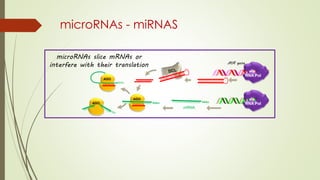 microRNAs - miRNAS
MIR gene
RNA Pol
AGO
RNA Pol
mRNA
AGO
AGO
AAAn
microRNAs slice mRNAs or
interfere with their translation
 