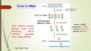 Model for RNAi
By “Dicer”
21-23 nt RNAs
Fig. 16.39, 3rd Ed.
ATP-dependent
Helicase or Dicer
Active siRNA
complexes = RISC
- contain Argonaute
instead of Dicer
Very efficient process
because many small
interfering RNAs
(siRNAs) generated
from a larger dsRNA.
 