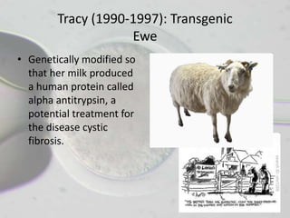 Tracy (1990-1997): Transgenic
                    Ewe
• Genetically modified so
  that her milk produced
  a human protein called
  alpha antitrypsin, a
  potential treatment for
  the disease cystic
  fibrosis.
 
