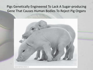 Pigs Genetically Engineered To Lack A Sugar-producing
Gene That Causes Human Bodies To Reject Pig Organs
 