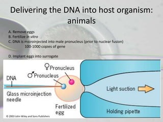 Delivering the DNA into host organism:
                   animals
 A. Remove eggs
 B. Fertilize in vitro
 C. DNA is microinjected into male pronucleus (prior to nuclear fusion)
             100-1000 copies of gene

 D. Implant eggs into surrogate




© 2003 John Wiley and Sons Publishers
 