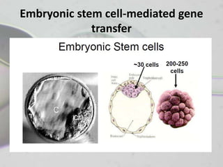Embryonic stem cell-mediated gene
             transfer
 