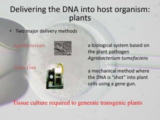 Delivering the DNA into host organism:
                plants
• Two major delivery methods

 Agrobacterium                 a biological system based on
                               the plant pathogen
                               Agrobacterium tumefaciens
 Gene Gun
                               a mechanical method where
                               the DNA is “shot” into plant
                               cells using a gene gun.


 Tissue culture required to generate transgenic plants
 