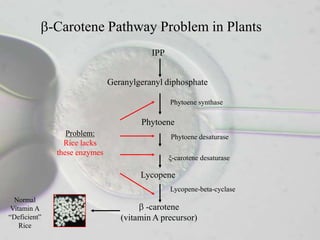 -Carotene Pathway Problem in Plants
                                          IPP


                               Geranylgeranyl diphosphate

                                                Phytoene synthase

                                       Phytoene
                  Problem:                      Phytoene desaturase
                 Rice lacks
               these enzymes
                                                ξ-carotene desaturase

                                       Lycopene
                                                Lycopene-beta-cyclase
  Normal
 Vitamin A                               -carotene
“Deficient”                       (vitamin A precursor)
    Rice
 