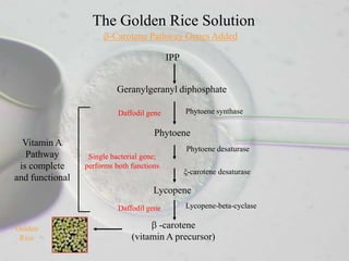 The Golden Rice Solution
                        -Carotene Pathway Genes Added

                                           IPP


                          Geranylgeranyl diphosphate

                           Daffodil gene         Phytoene synthase

                                      Phytoene
  Vitamin A
                                                 Phytoene desaturase
   Pathway        Single bacterial gene;
 is complete     performs both functions
                                                 ξ-carotene desaturase
and functional
                                      Lycopene
                           Daffodil gene         Lycopene-beta-cyclase

Golden                                -carotene
 Rice                          (vitamin A precursor)
 