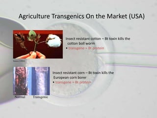 Agriculture Transgenics On the Market (USA)


                                    Insect resistant cotton – Bt toxin kills the
                                     cotton boll worm
                                    • transgene = Bt protein


Source: USDA




                            Insect resistant corn – Bt toxin kills the
                             European corn borer
                            • transgene = Bt protein


 Normal        Transgenic
 