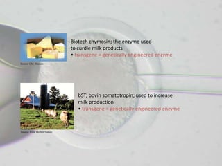 Biotech chymosin; the enzyme used
                             to curdle milk products
                             • transgene = genetically engineered enzyme
Source: Chr. Hansen




                                bST; bovin somatotropin; used to increase
                                milk production
                                • transgene = genetically engineered enzyme



Source: Rent Mother Nature
 