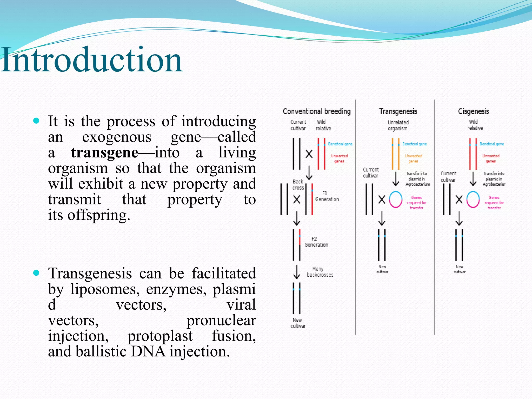 Introduction
 It is the process of introducing
an exogenous gene—called
a transgene—into a living
organism so that the organism
will exhibit a new property and
transmit that property to
its offspring.
 Transgenesis can be facilitated
by liposomes, enzymes, plasmi
d vectors, viral
vectors, pronuclear
injection, protoplast fusion,
and ballistic DNA injection.
 