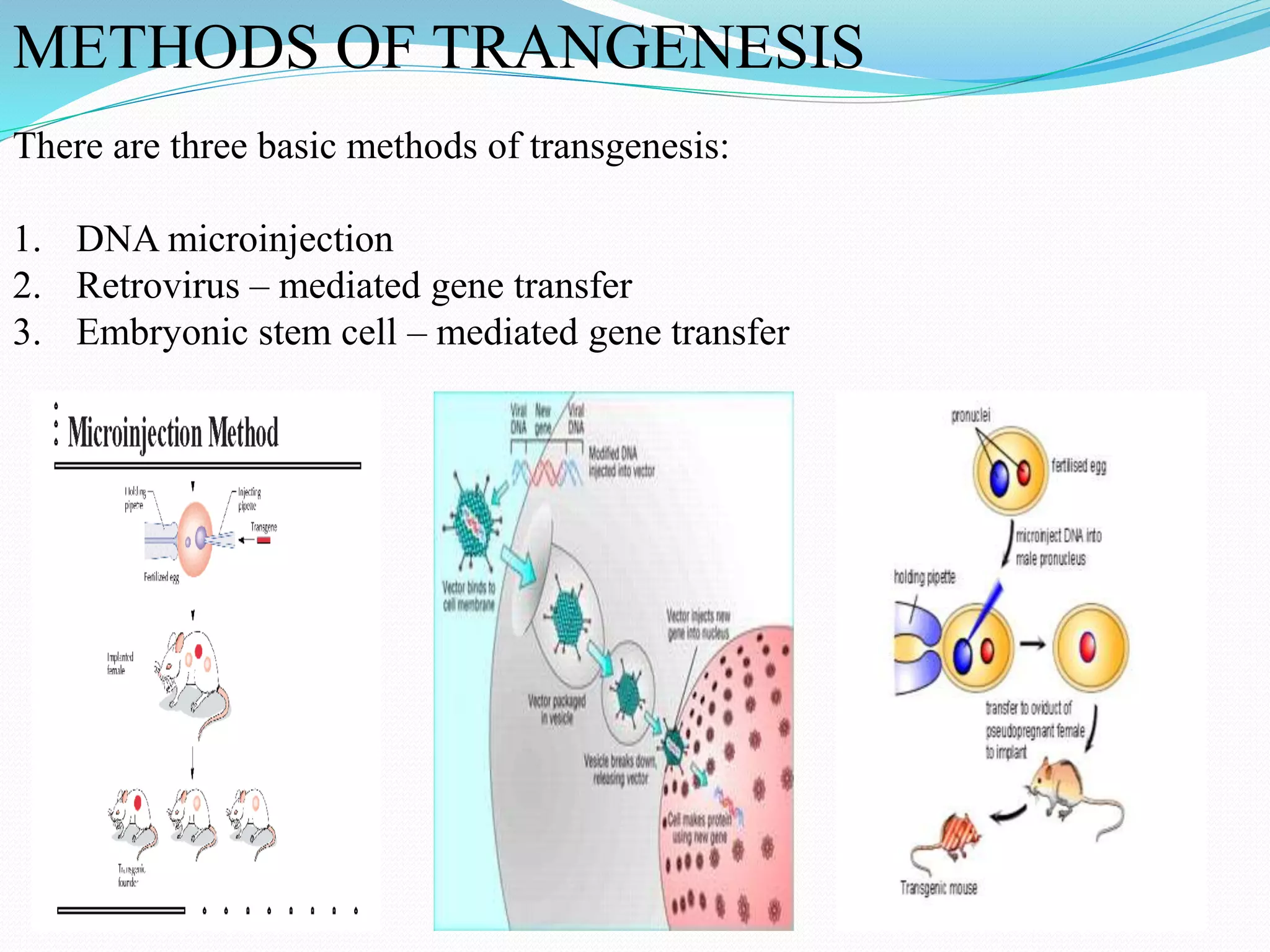 METHODS OF TRANGENESIS
There are three basic methods of transgenesis:
1. DNA microinjection
2. Retrovirus – mediated gene transfer
3. Embryonic stem cell – mediated gene transfer
 