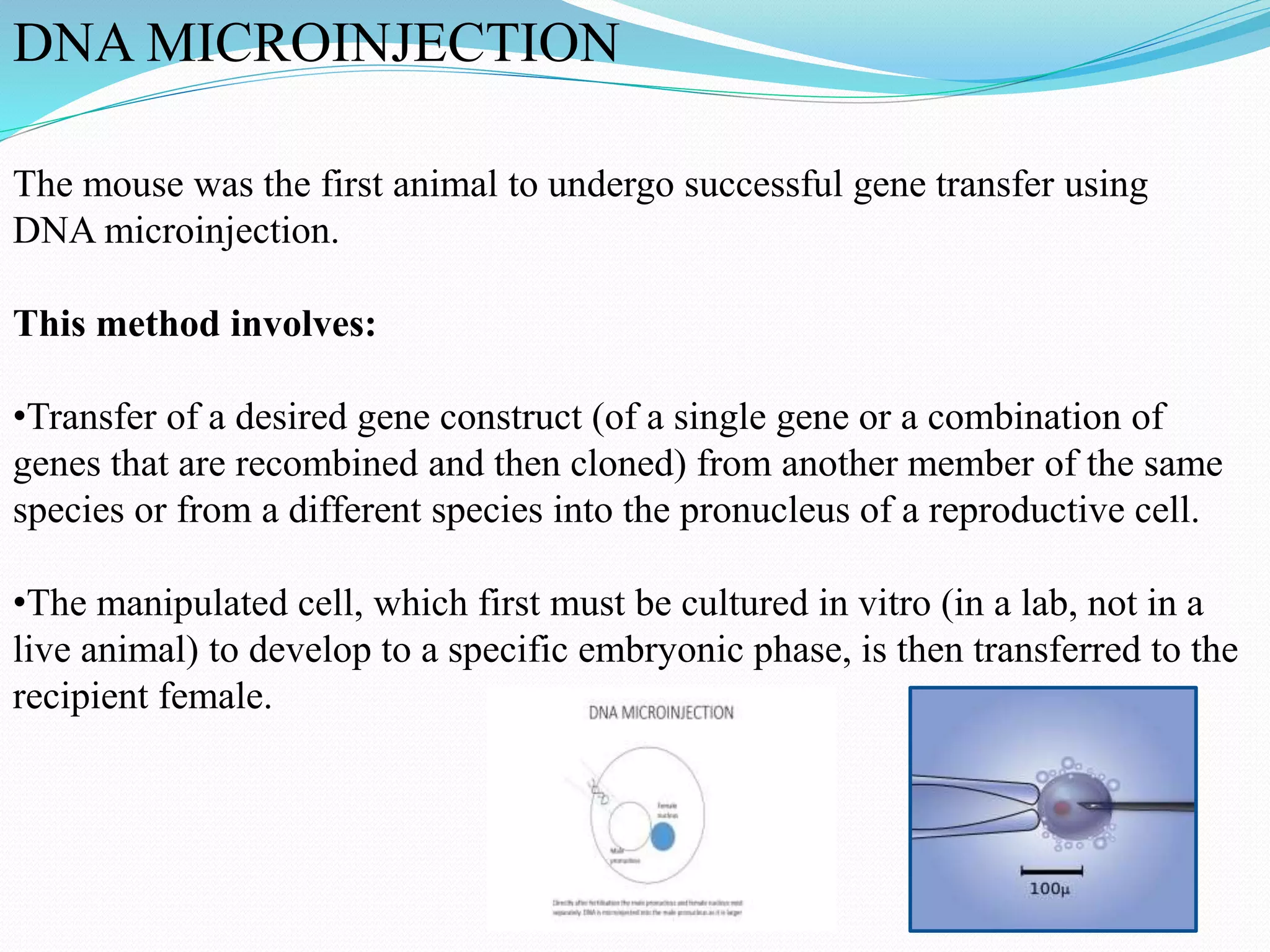 DNA MICROINJECTION
The mouse was the first animal to undergo successful gene transfer using
DNA microinjection.
This method involves:
•Transfer of a desired gene construct (of a single gene or a combination of
genes that are recombined and then cloned) from another member of the same
species or from a different species into the pronucleus of a reproductive cell.
•The manipulated cell, which first must be cultured in vitro (in a lab, not in a
live animal) to develop to a specific embryonic phase, is then transferred to the
recipient female.
 