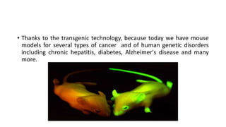 • Thanks to the transgenic technology, because today we have mouse
models for several types of cancer and of human genetic disorders
including chronic hepatitis, diabetes, Alzheimer's disease and many
more.
 