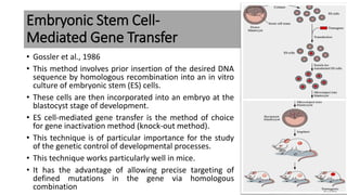 Embryonic Stem Cell-
Mediated Gene Transfer
• Gossler et al., 1986
• This method involves prior insertion of the desired DNA
sequence by homologous recombination into an in vitro
culture of embryonic stem (ES) cells.
• These cells are then incorporated into an embryo at the
blastocyst stage of development.
• ES cell-mediated gene transfer is the method of choice
for gene inactivation method (knock-out method).
• This technique is of particular importance for the study
of the genetic control of developmental processes.
• This technique works particularly well in mice.
• It has the advantage of allowing precise targeting of
defined mutations in the gene via homologous
combination
 