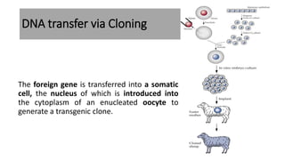 DNA transfer via Cloning
The foreign gene is transferred into a somatic
cell, the nucleus of which is introduced into
the cytoplasm of an enucleated oocyte to
generate a transgenic clone.
 
