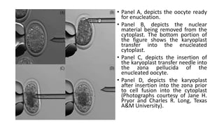 • Panel A, depicts the oocyte ready
for enucleation.
• Panel B, depicts the nuclear
material being removed from the
cytoplast. The bottom portion of
the figure shows the karyoplast
transfer into the enucleated
cytoplast.
• Panel C, depicts the insertion of
the karyoplast transfer needle into
the zona pellucida of the
enucleated oocyte.
• Panel D, depicts the karyoplast
after insertion into the zona prior
to cell fusion into the cytoplast
(Photographs courtesy of Jane H.
Pryor and Charles R. Long, Texas
A&M University).
 