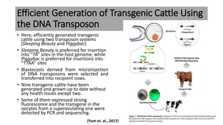 Efficient Generation of Transgenic Cattle Using
the DNA Transposon
• Here, efficiently generated transgenic
cattle using two transposon systems
(Sleeping Beauty and Piggybac).
• Sleeping Beauty is preferred for insertion
into “TA” sites in the host genome, while
Piggybac is preferred for insertions into
“TTAA” sites
• Blastocysts derived from microinjection
of DNA transposons were selected and
transferred into recipient cows.
• Nine transgenic cattle have been
generated and grown-up to date without
any health issues except two.
• Some of them expressed strong
fluorescence and the transgene in the
oocytes from a superovulating one were
detected by PCR and sequencing.
(Yum et. al., 2017)
 