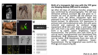 Birth of a transgenic (tg) cow with the YFP gene
via Sleeping Beauty (SB) and its analysis.
(a) After 60 days of embryo transfer, pregnancy
was confirmed by ultrasonography. The calf was
delivered without assistant (b) and grew to 5-
months (c) and 16 months (d) old without any
health issue. (e) When ultraviolet light was
exposed to nose of tg cattle, YFP expression was
found (arrow). To determine YFP expression in
primary skin and endometrial cells, the cells were
cultured and captured by confocal image
equipment ((f-1) skin cells from a wild type, (f-2)
skin cells from a tg cattle, (f-3) endometrial cells
from a tg cattle, upper: brightness, lower:
fluorescence). The primary skin cells from tg or
non-tg were reprogrammed and developed into
blastocysts (f-4) blastocysts from skin cells of
non-tg cattle, (f-5) blastocysts from skin cells of
the tg cattle; upper: brightness, lower:
fluorescence). The tg integration was confirm by
PCR (g) and sequencing (h).
(Yum et. al., 2017)
 