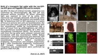 Birth of a transgenic (tg) cattle with the rox-GFP-
rox-RFP gene via Piggybac (PB) and its analysis
(a) After 45 days of embryo transfer, pregnancy was
confirmed by ultrasonography. (b) The calf was
delivered without assistant. (c) When ultraviolet
light was exposed to nose of tg cattle, GFP
expression was strongly observed. And the tg cattle
grew up to 12 months old without any healthy issue
(d). To determine GFP or RFP expression in a piece
of tissue or primary skin cells via recombination, the
tissue and cells were cultured and transfected with
Dre recombinase mRNA by nucleofection ((e) a
piece of tissue from tg cattlebrightness, (e`) before
Dre recombinase transfection (GFP), (e``) after Dre
recombinase transfection (RFP)). The primary skin
cells from the tg cattle were isolated, cultured and
transfected with Dre recombinase mRNA. Before
transfection, only GFP expression was observed, RFP
expression were observed via GFP gene excision by
recombination ((f–f``) before transfection
brightness, fluorescence, and merged, respectively;
(g–g``) after transfection brightness, fluorescence,
and merged, respectively). The transgene
integration and recombination were confirmed by
genomic DNA PCR ((h)
(Yum et. al., 2017)
 