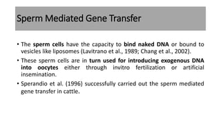 Sperm Mediated Gene Transfer
• The sperm cells have the capacity to bind naked DNA or bound to
vesicles like liposomes (Lavitrano et al., 1989; Chang et al., 2002).
• These sperm cells are in turn used for introducing exogenous DNA
into oocytes either through invitro fertilization or artificial
insemination.
• Sperandio et al. (1996) successfully carried out the sperm mediated
gene transfer in cattle.
 