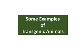 Some Examples
of
Transgenic Animals
 