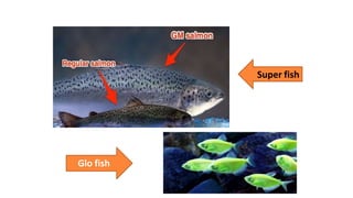 27
Super fish
Glo fish
 