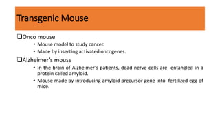 Transgenic Mouse
Onco mouse
• Mouse model to study cancer.
• Made by inserting activated oncogenes.
Alzheimer’s mouse
• In the brain of Alzheimer’s patients, dead nerve cells are entangled in a
protein called amyloid.
• Mouse made by introducing amyloid precursor gene into fertilized egg of
mice.
 