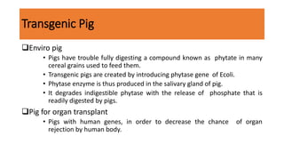Transgenic Pig
Enviro pig
• Pigs have trouble fully digesting a compound known as phytate in many
cereal grains used to feed them.
• Transgenic pigs are created by introducing phytase gene of Ecoli.
• Phytase enzyme is thus produced in the salivary gland of pig.
• It degrades indigestible phytase with the release of phosphate that is
readily digested by pigs.
Pig for organ transplant
• Pigs with human genes, in order to decrease the chance of organ
rejection by human body.
 