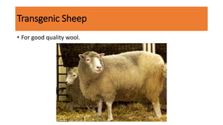 Transgenic Sheep
• For good quality wool.
 