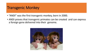 Transgenic Monkey
• “ANDI” was the first transgenic monkey, born in 2000.
• ANDI proves that transgenic primates can be created and can express
a foreign gene delivered into their genome.
 