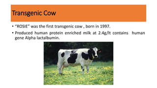 Transgenic Cow
• “ROSIE” was the first transgenic cow , born in 1997.
• Produced human protein enriched milk at 2.4g/lt contains human
gene Alpha lactalbumin.
 
