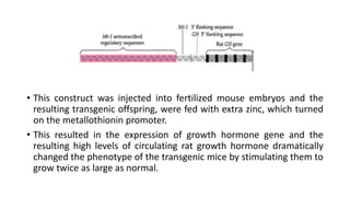 • This construct was injected into fertilized mouse embryos and the
resulting transgenic offspring, were fed with extra zinc, which turned
on the metallothionin promoter.
• This resulted in the expression of growth hormone gene and the
resulting high levels of circulating rat growth hormone dramatically
changed the phenotype of the transgenic mice by stimulating them to
grow twice as large as normal.
 