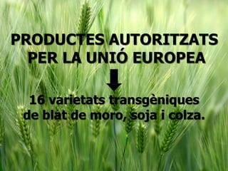 PRODUCTES AUTORITZATS
PER LA UNIÓ EUROPEA
16 varietats transgèniques
de blat de moro, soja i colza.
 