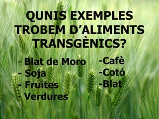 QUNIS EXEMPLES
TROBEM D’ALIMENTS
TRANSGÈNICS?
- Blat de Moro
- Soja
- Fruites
- Verdures
-Cafè
-Cotó
-Blat
 