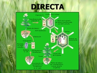 DIRECTA
 